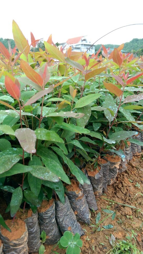 cây bạch đàn đỏ